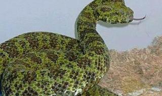 世界上最毒的恐龙 世界上最毒的蛇